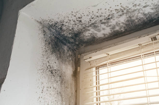 Trusted Attic Mold Removal service in Lincoln Park, NJ - Cheap Mold Removal